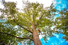 Best Storm Damage Tree Cleanup  in Herriman, UT