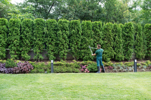 Best Lawn Maintenance Plans  in Herriman, UT