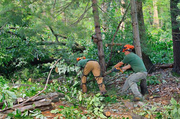 Best Tree Disease Treatment  in Herriman, UT