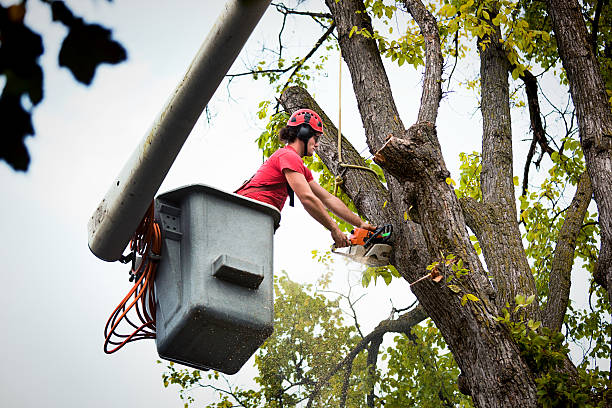 How Our Tree Care Process Works  in  Herriman, UT