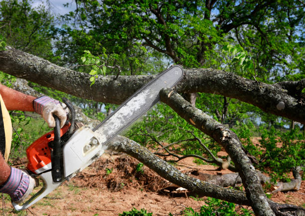 Best Tree and Shrub Care  in Herriman, UT